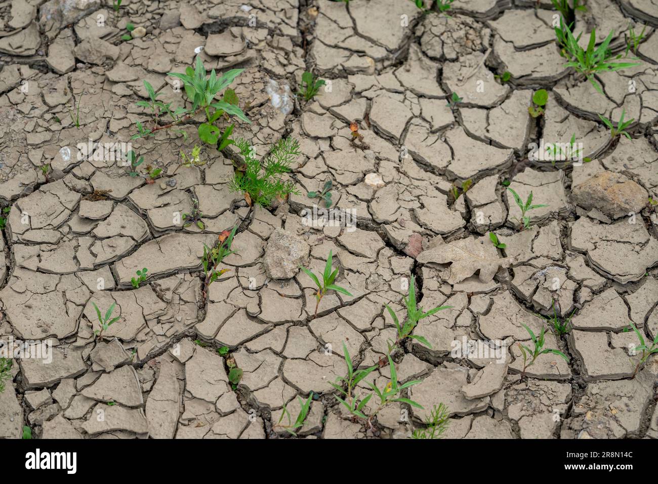 cracked earth in the garden Stock Photo