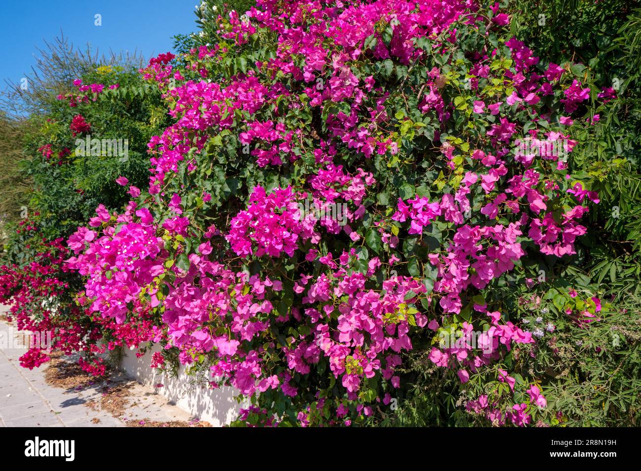 A large Bougainvillea (bougainvillea glabra) shrub flowering profusely