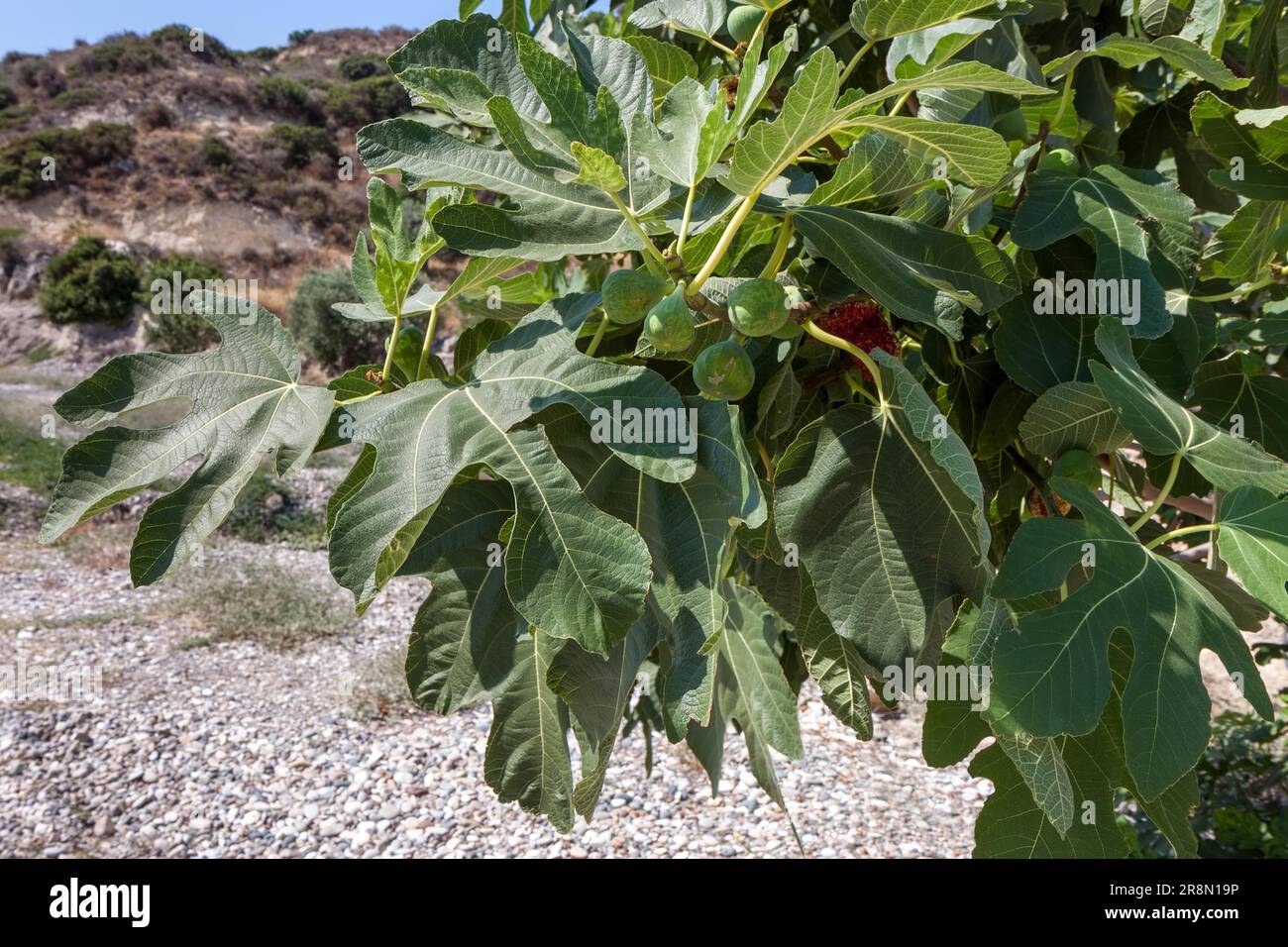 Fig tree growing near the beach in Cyprus Stock Photo Alamy