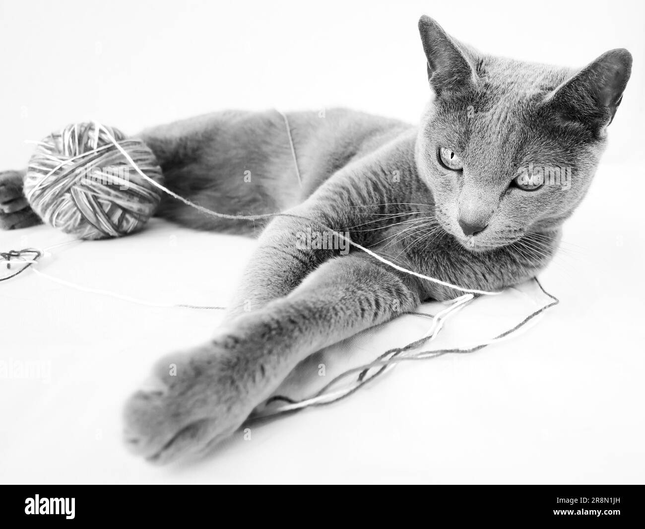 Portrait of a Russian Blue Cat, with a Ball of Wool, against a White Background Stock Photo