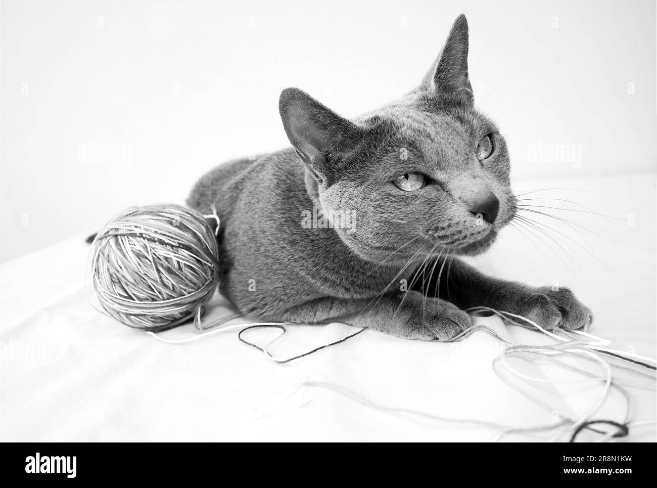 Portrait of a Russian Blue Cat, with a Ball of Wool, against a White Background Stock Photo