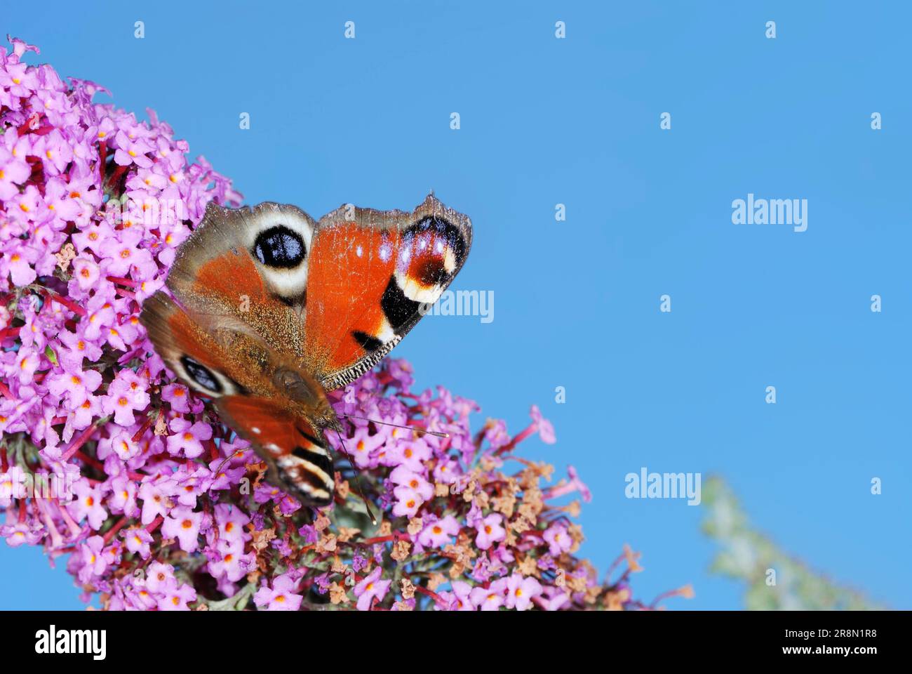 Peacock Butterfly on a (buddleia) flower Stock Photo - Alamy