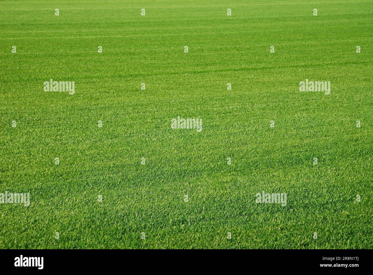 Background of perfect short cut green golf grass Stock Photo