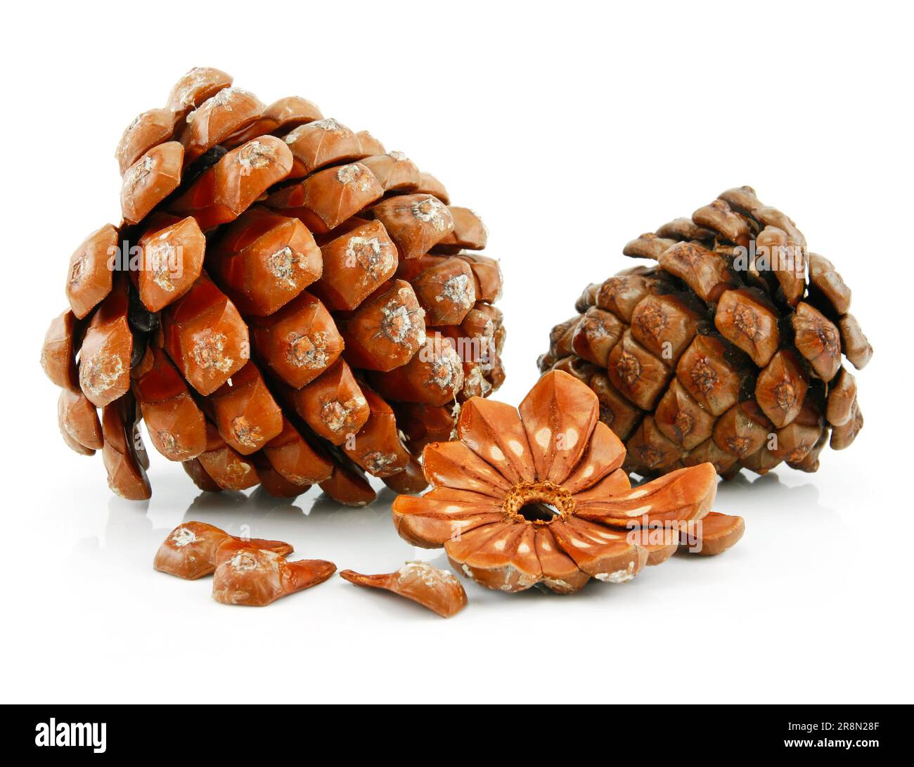 Nuts and Cone of Siberian Pine Isolated on White Background Stock Photo