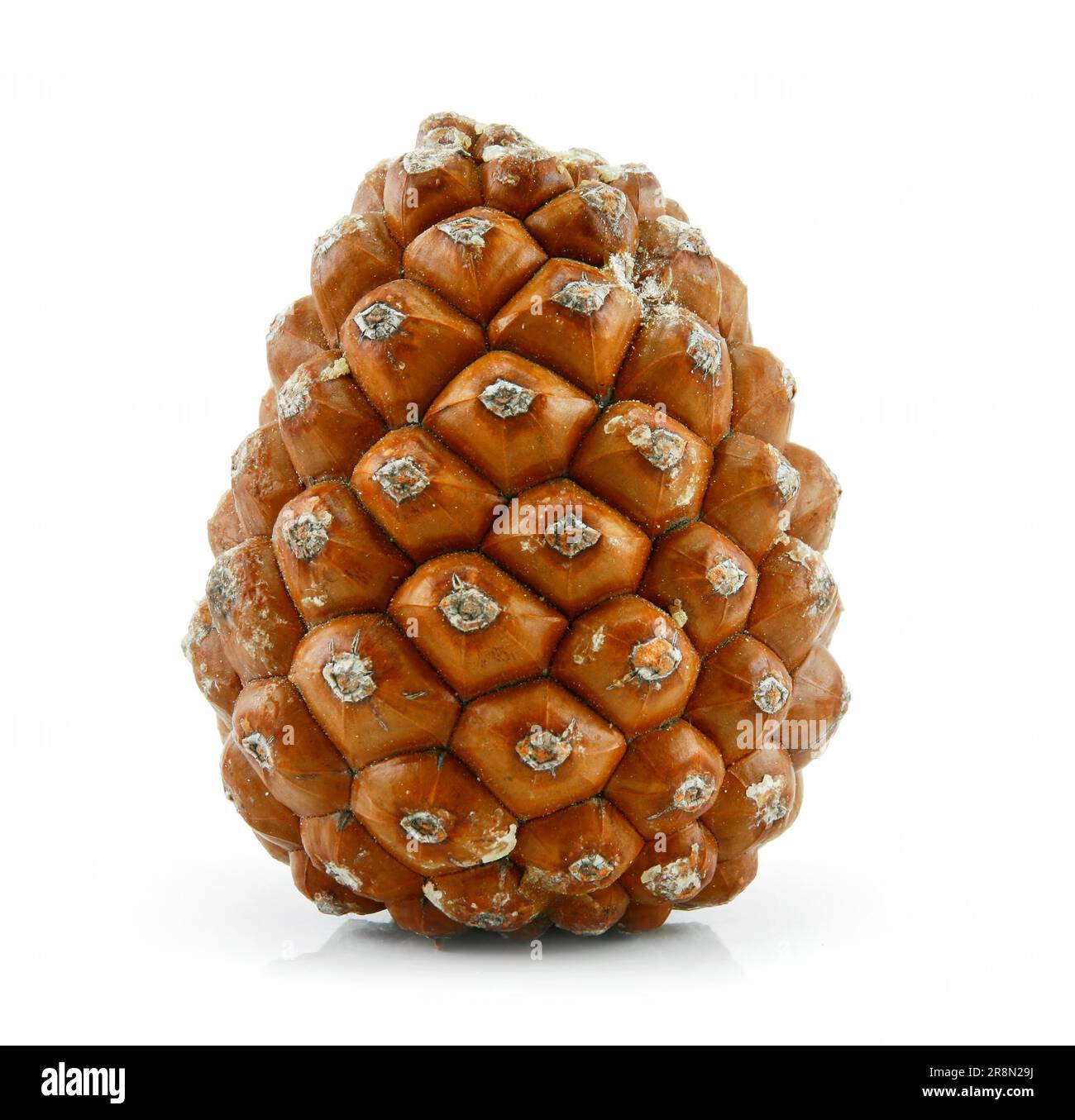 Cone of Siberian Pine Isolated on White Background Stock Photo