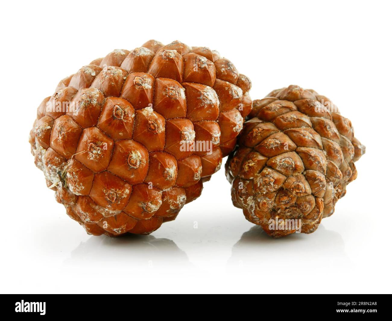 Cones of Siberian Pine Isolated on White Background Stock Photo