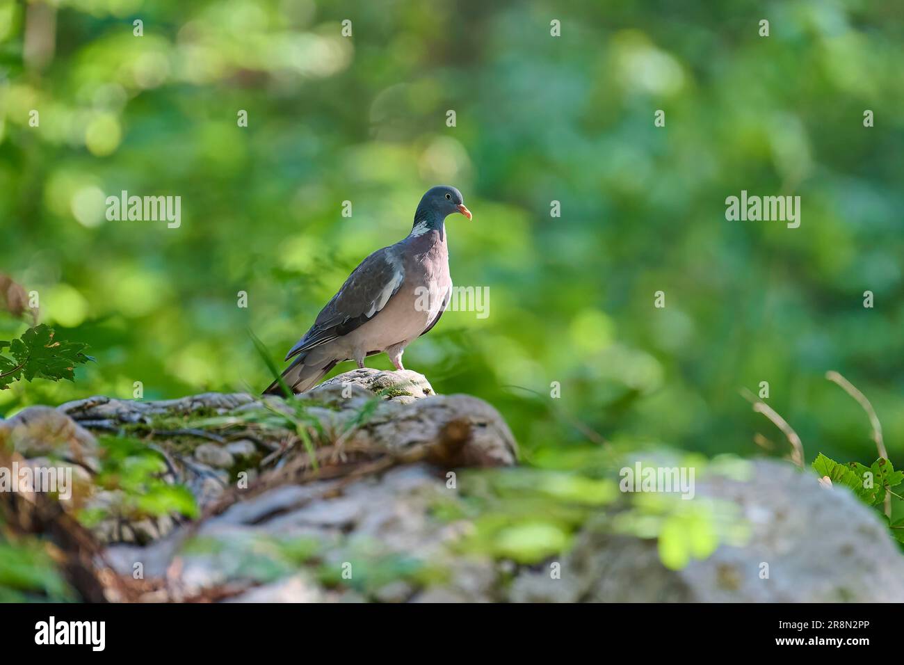 Common wood pigeon (Columba palumbus), on stone in forest, Slovenia Stock Photo