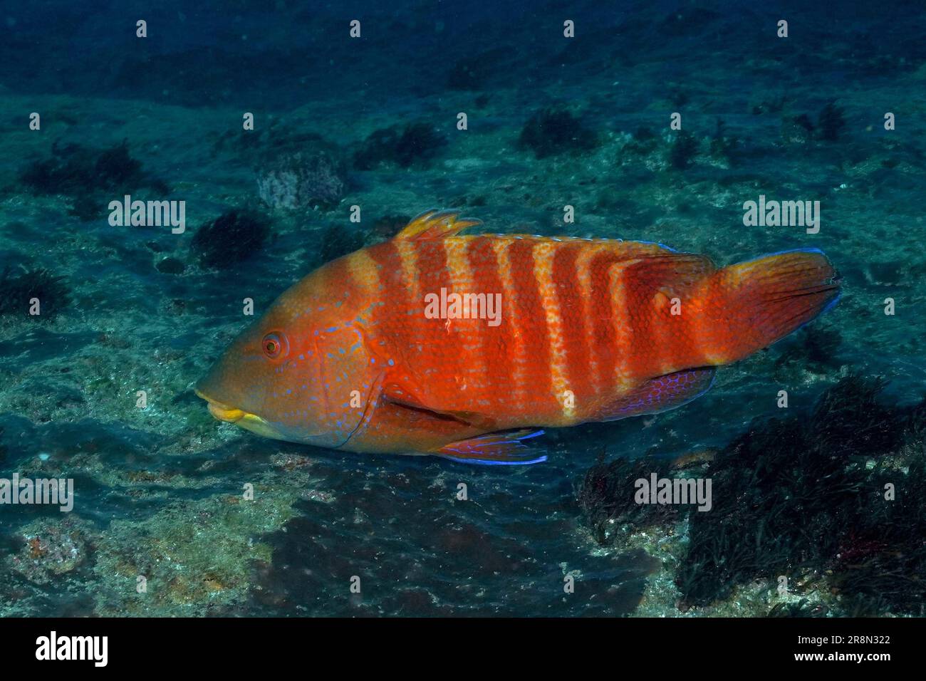 Colourful Natal tooth wrasse (Anchichoerops natalensis), wrasse, endemic. Dive site Aliwal Shoal, Umkomaas, KwaZulu Natal, South Africa Stock Photo