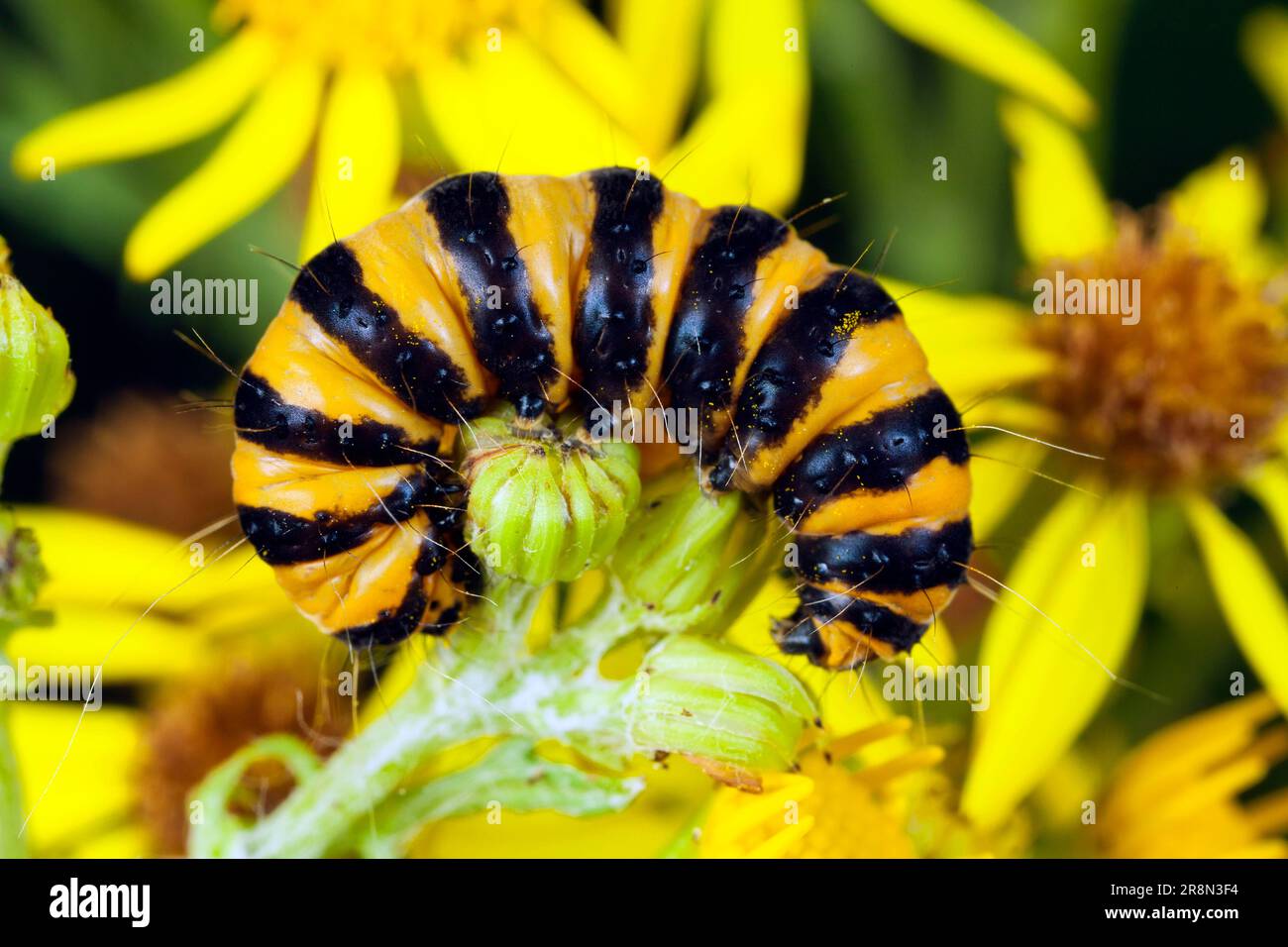 Cinnabar Moth (Tyria jacobaeae), caterpillar, Germany Stock Photo Alamy
