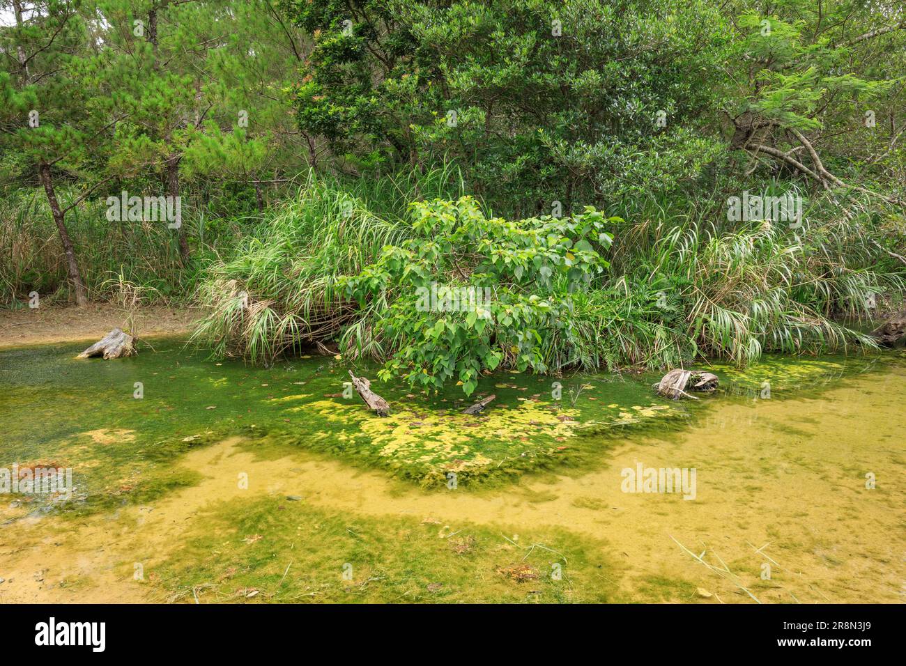 Yanbaro Tree Yanbaru no mori hi-res stock photography and images - Alamy
