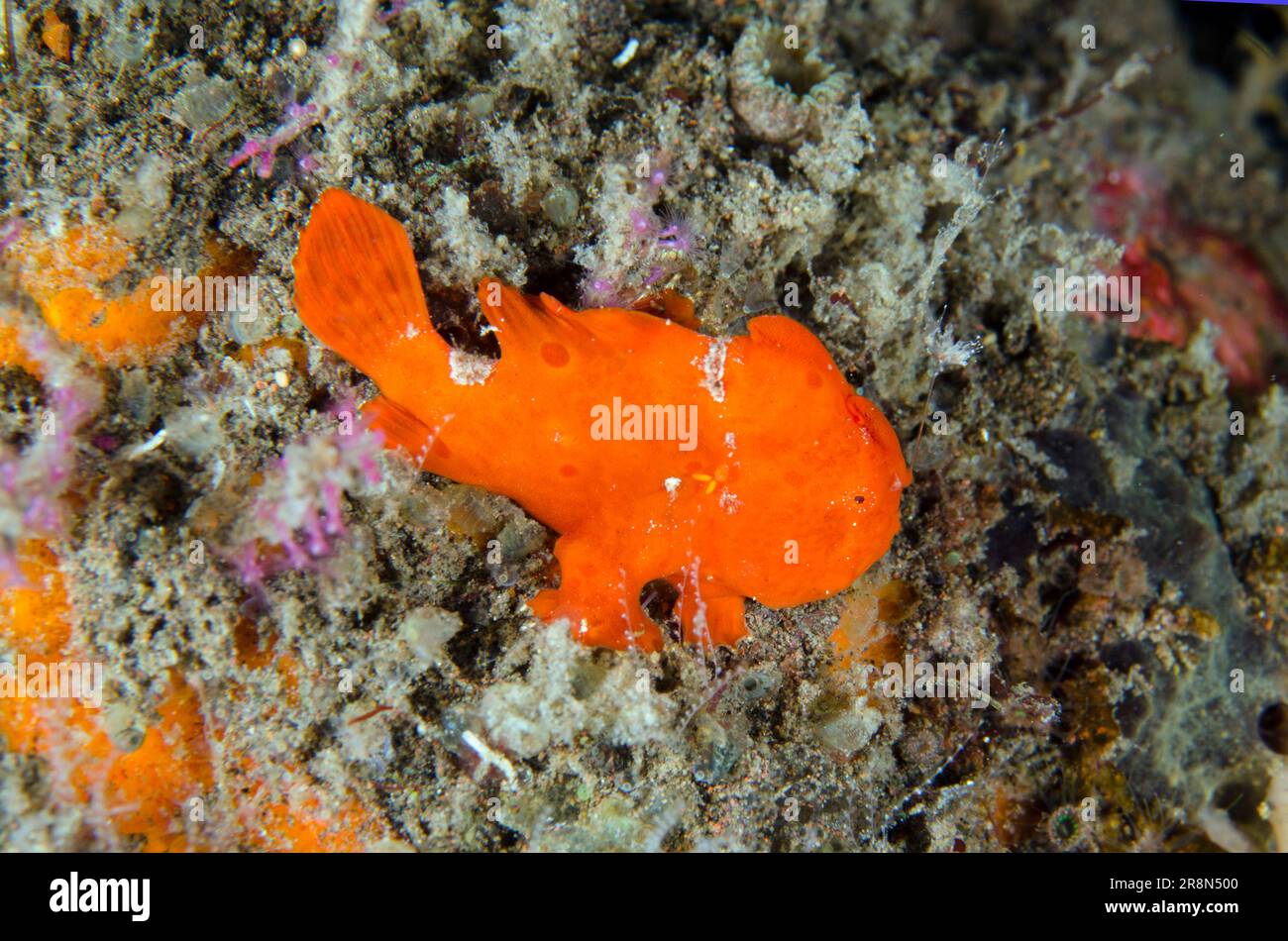 Frofish Juvenile Painted Frogfish, Antennarius pictus, Big Tree dive site ...