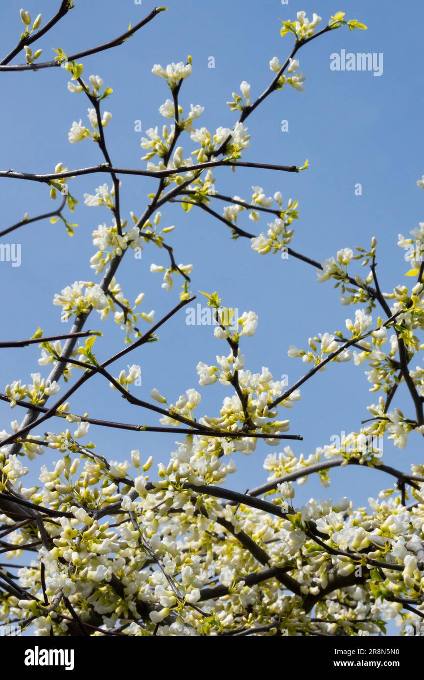 Cercis canadensis, White-flowered eastern redbud, Cercis 