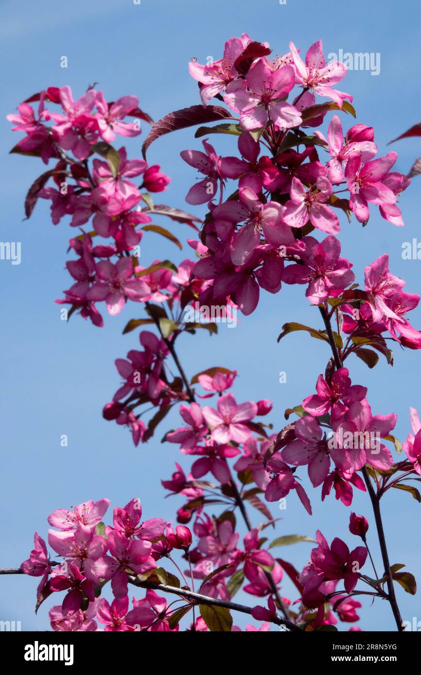 Purple, Crabapple, Malus "Royal Raindrops" Stock Photo