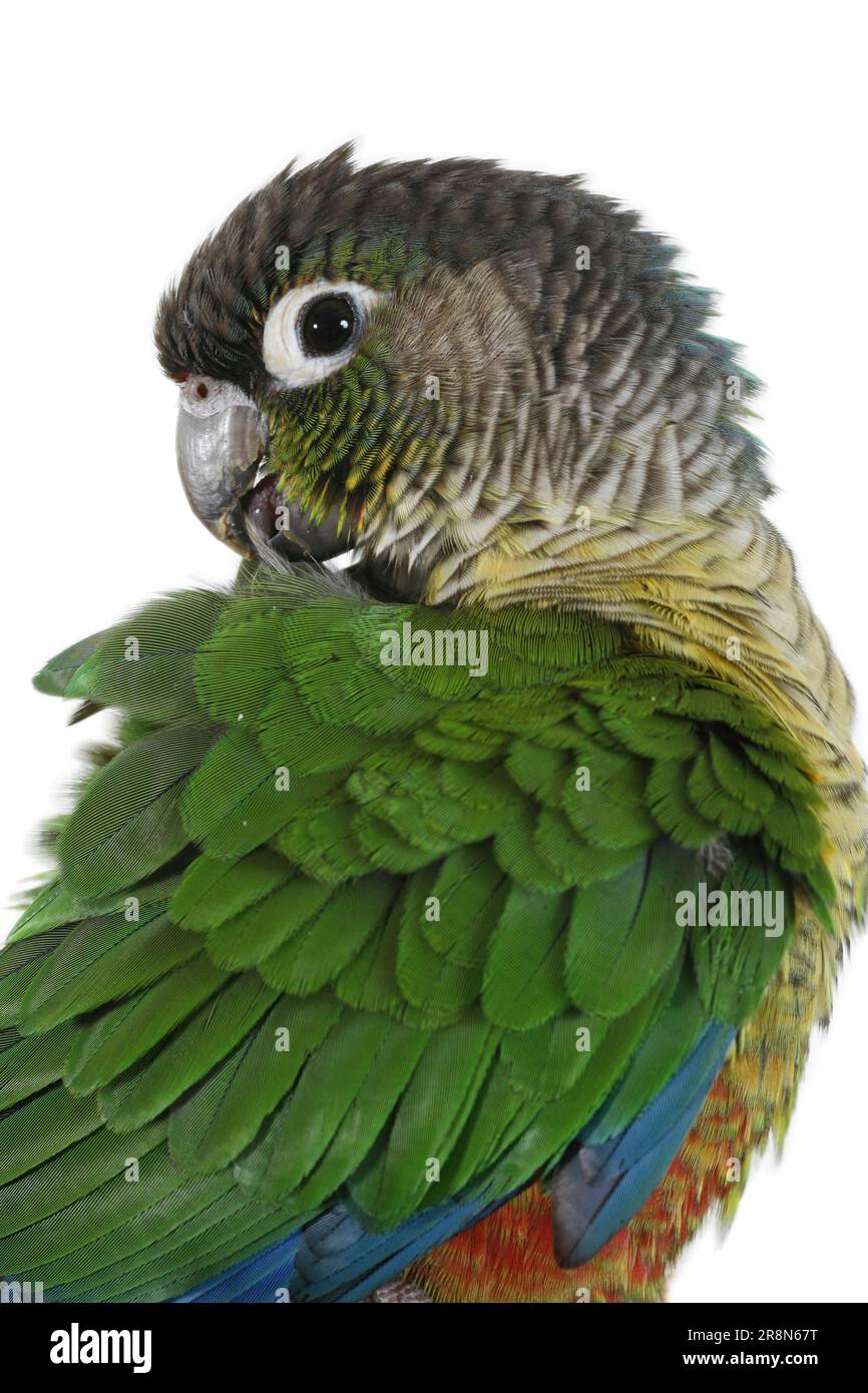 Greencheeked Redtailed Parakeet (Pyrrhura molinae), Greencheeked Red