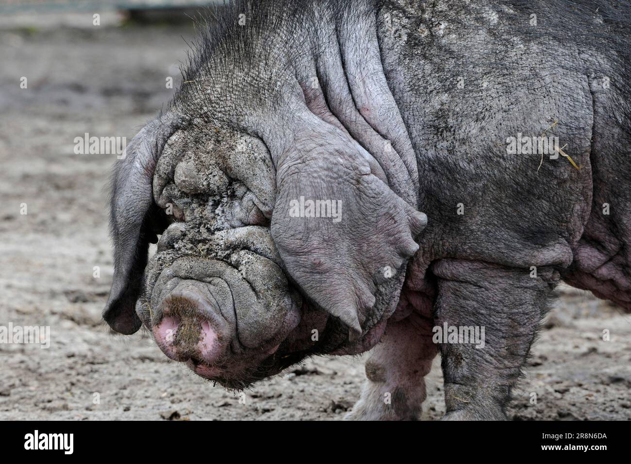Chinese Masked Pig, Boar, Meishan Pig, Domestic Pig, Pig, Pigs Stock