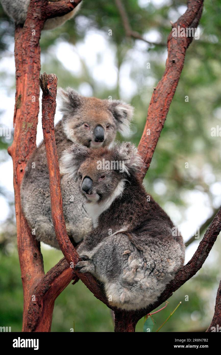 Australian bears hi-res stock photography and images - Alamy