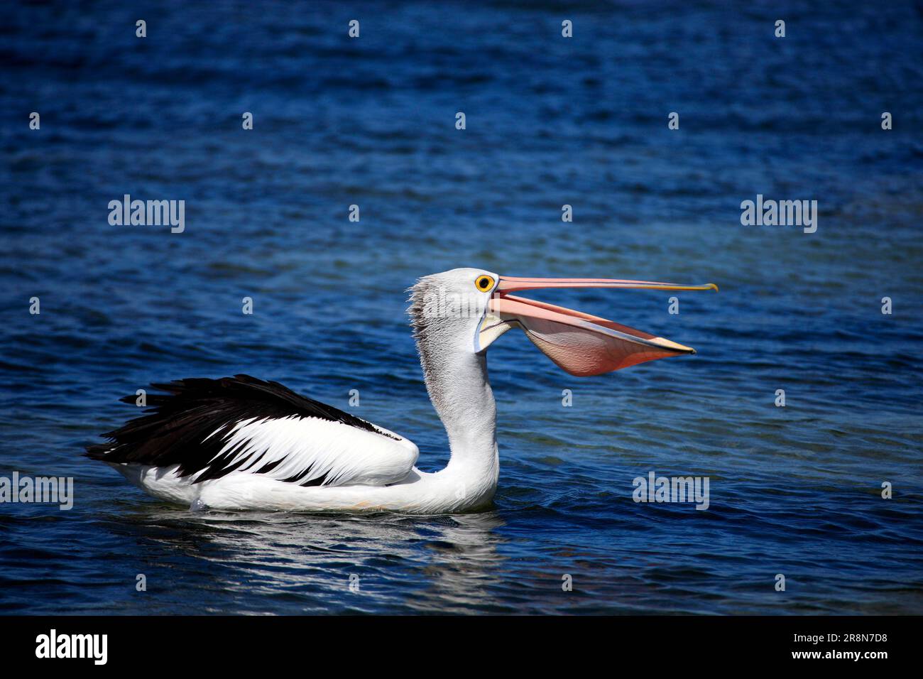 Australian pelican (Pelecanus conspicillatus), Kangaroo Island, Pelican, lateral, Australia Stock Photo