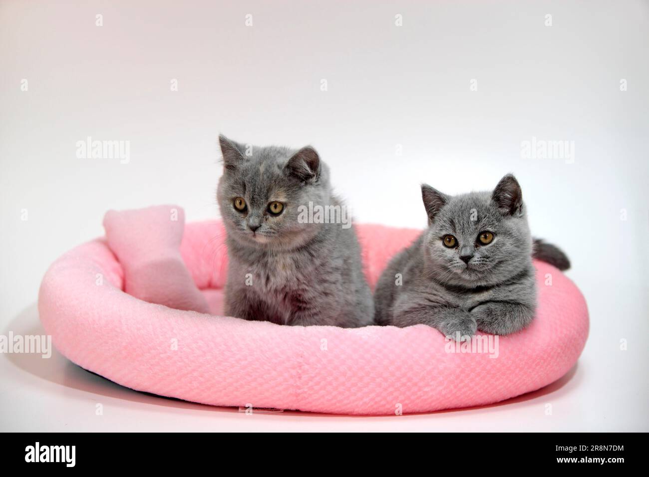 British Shorthair cats, kitten, 10 weeks, bluecream Stock Photo Alamy