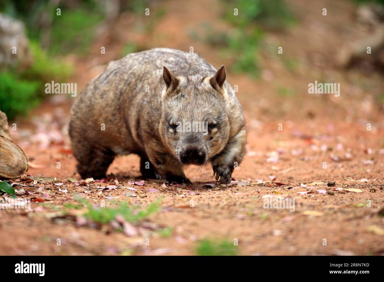 Southern hairy-nosed wombat (Lasiorhinus latifrons), broad-fronted wombat, Australia Stock Photo