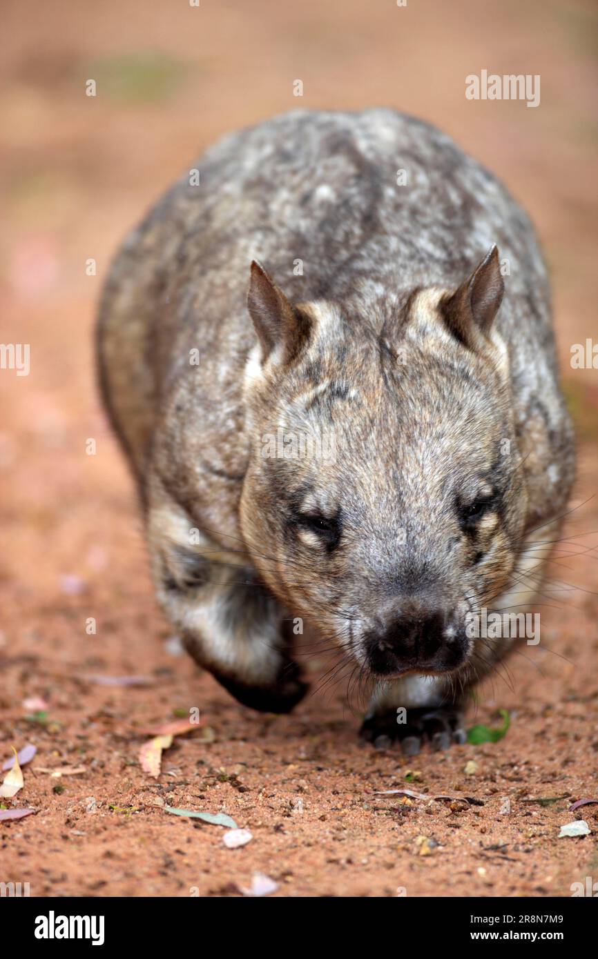 Southern Hairy-nosed Wombat (Lasiorhinus latifrons), Australia Stock Photo