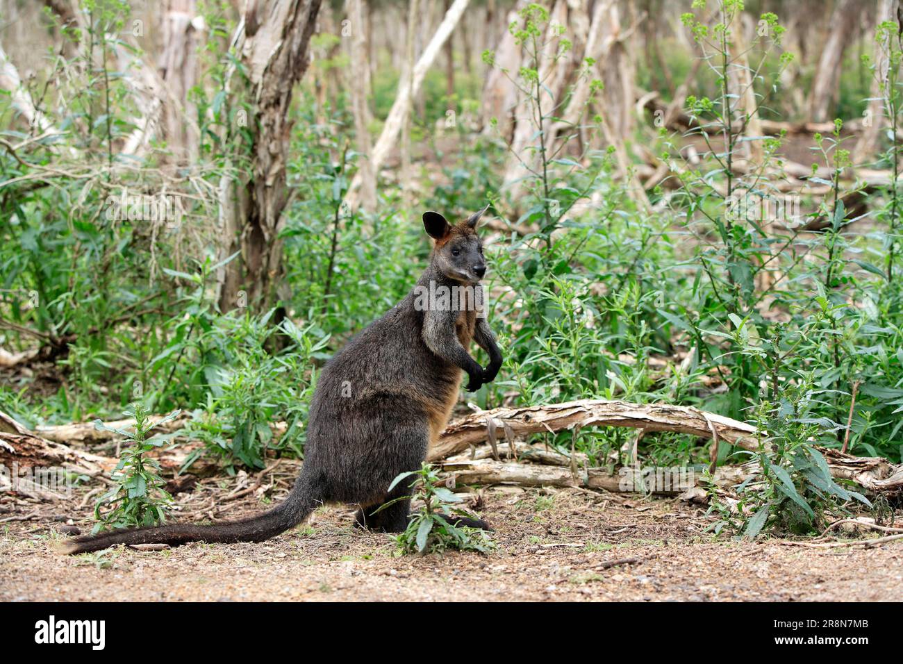 Swamp Wallaby (Wallabia bicolor), Phillip Island, Australia Stock Photo