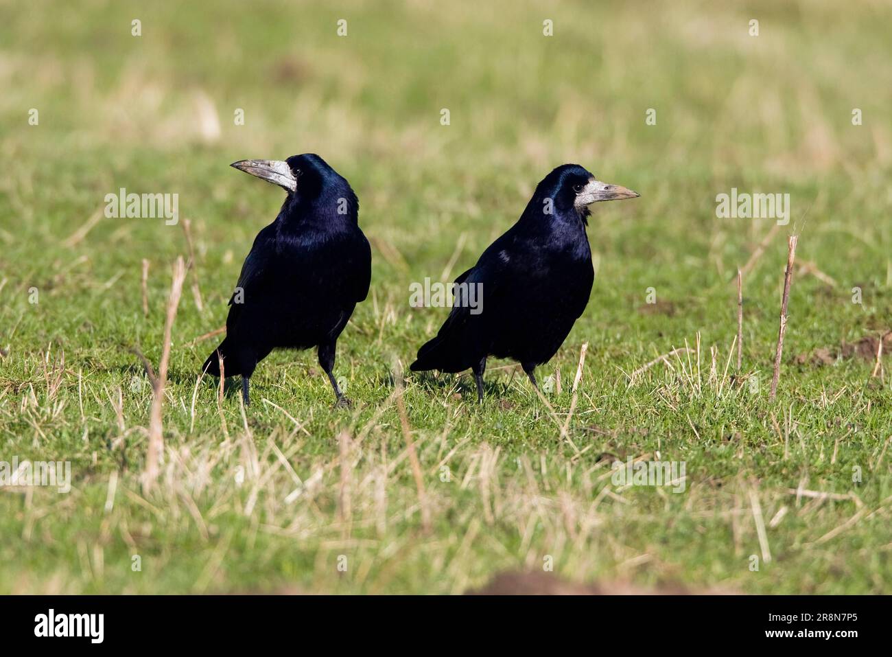 Rooks Rooks (Corvus frugilegus Stock Photo - Alamy
