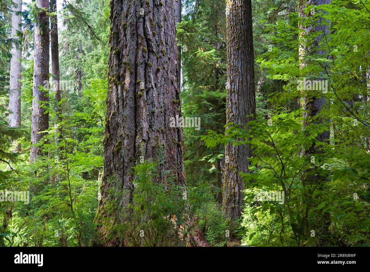 Temperate Rainforest, Hoh Rain Forest, Olympic National Park, Washington, Hoh Rain Forest, USA Stock Photo