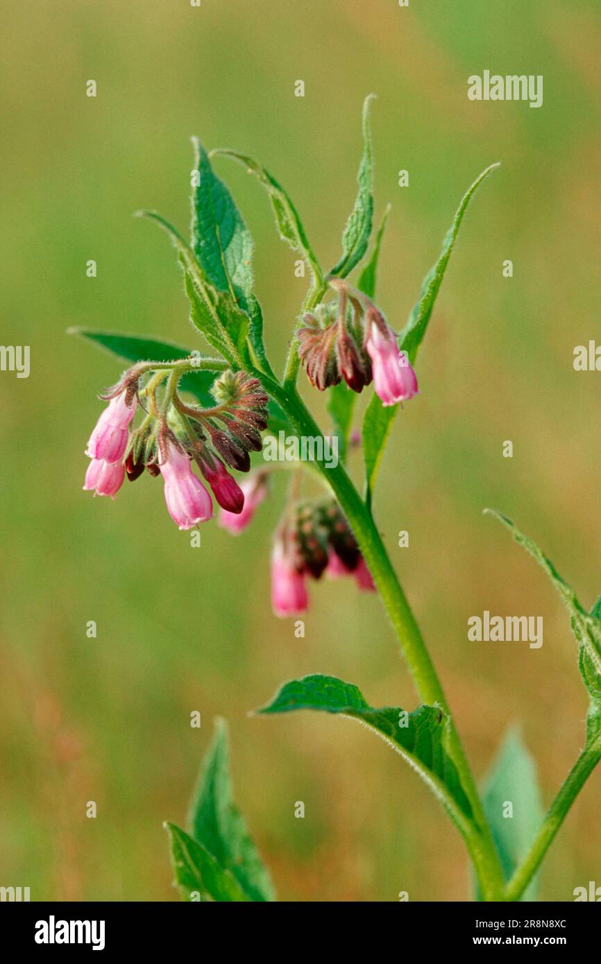 Common comfrey (Symphytum officinale Stock Photo - Alamy