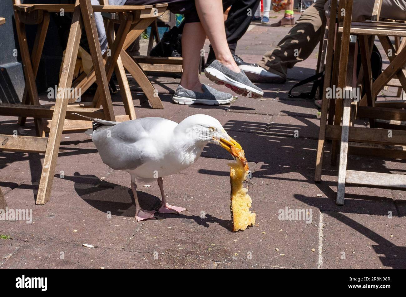 seagulls-stealing-food-hi-res-stock-photography-and-images-alamy