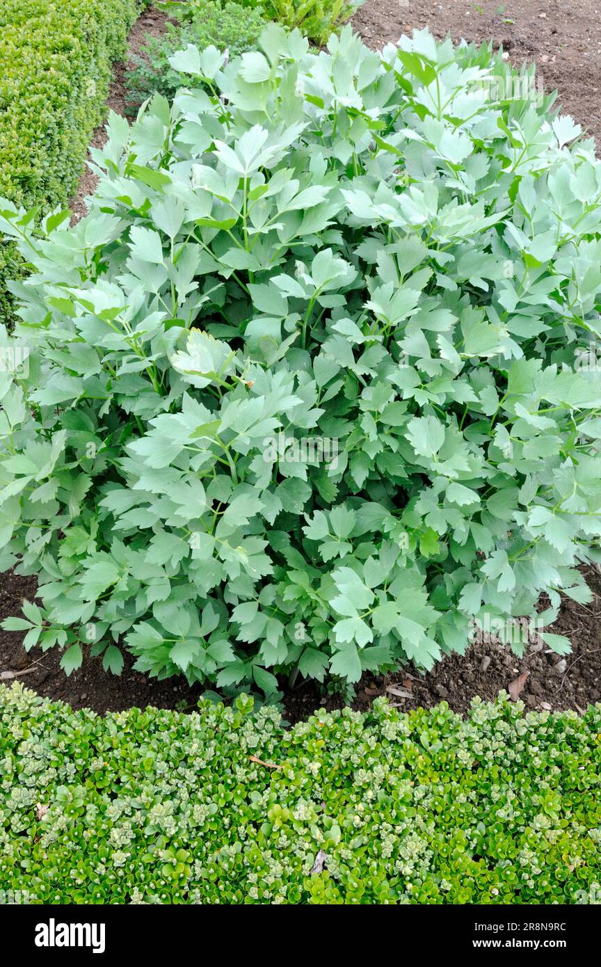 Lovage (Levisticum officinale), Maggi herb Stock Photo