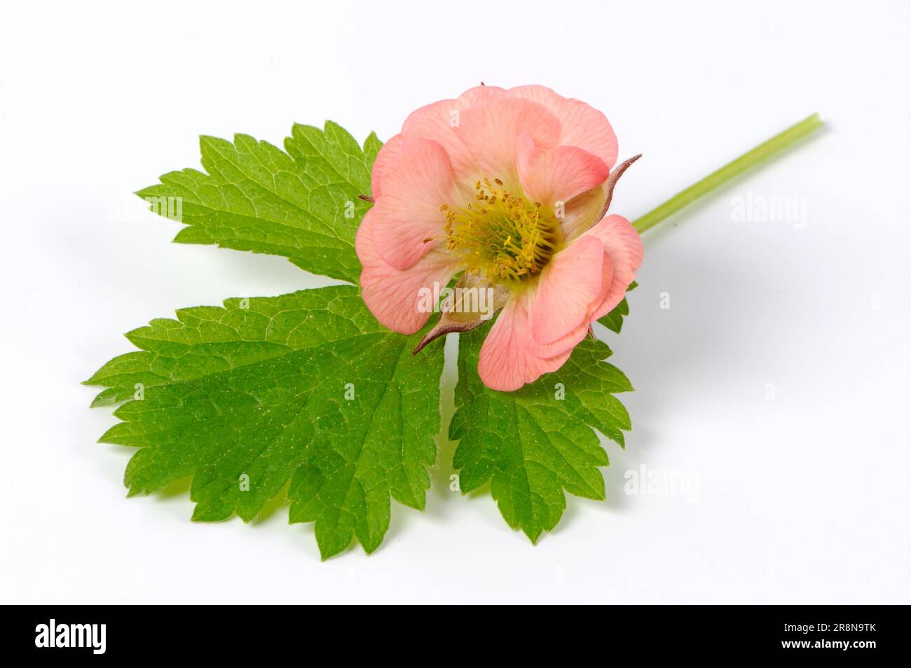 Carnation marsh Cut Out Stock Images & Pictures Alamy