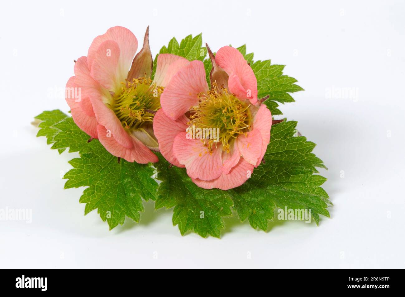Water avens (Geum rivale), marsh carnation root, shore carnation root