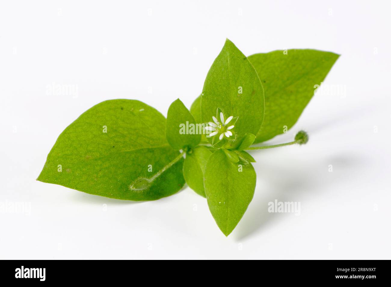 Common Common chickweed (Stellaria media), stitchwort Stock Photo Alamy