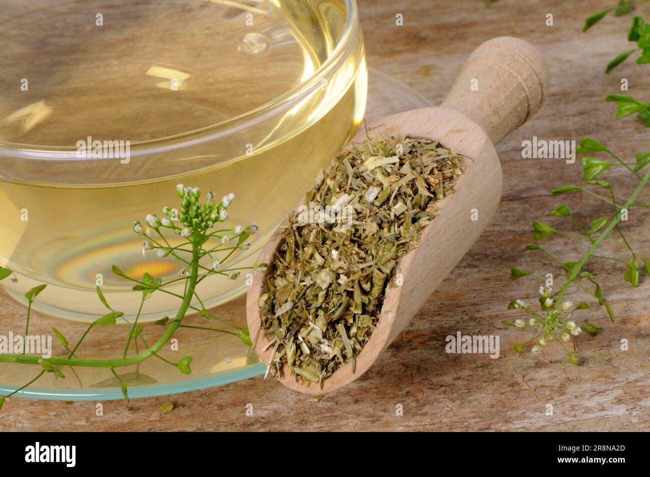 Shepherds purse herb tea hires stock photography and images Alamy