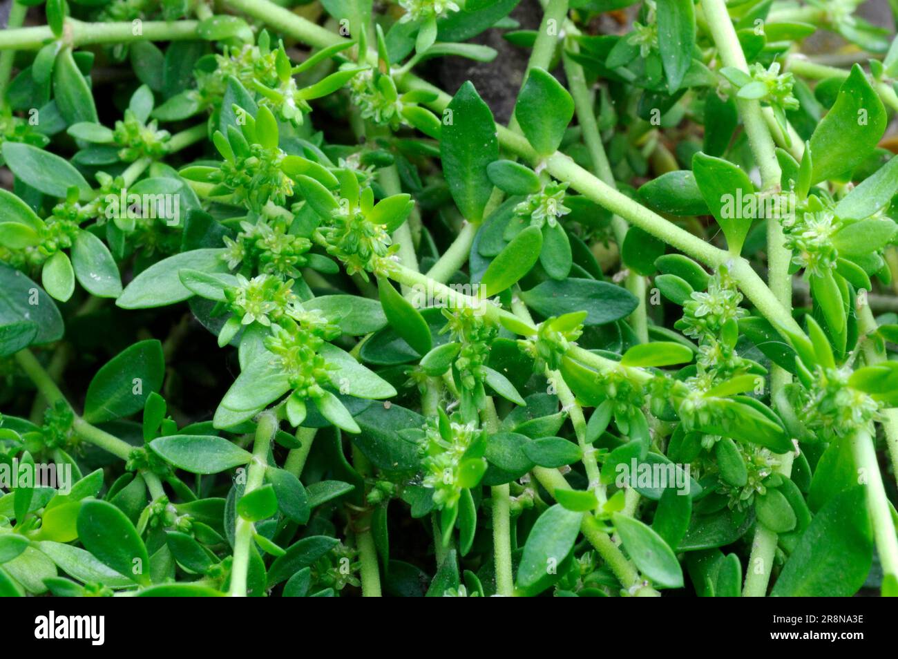 Herniaria glabra (Herniaria glabra), Smooth cuckoo herb, Urinary weed, Cuckoo soap, Kidney cabbage, Christian sweat, Passion flower, Passion flower Stock Photo