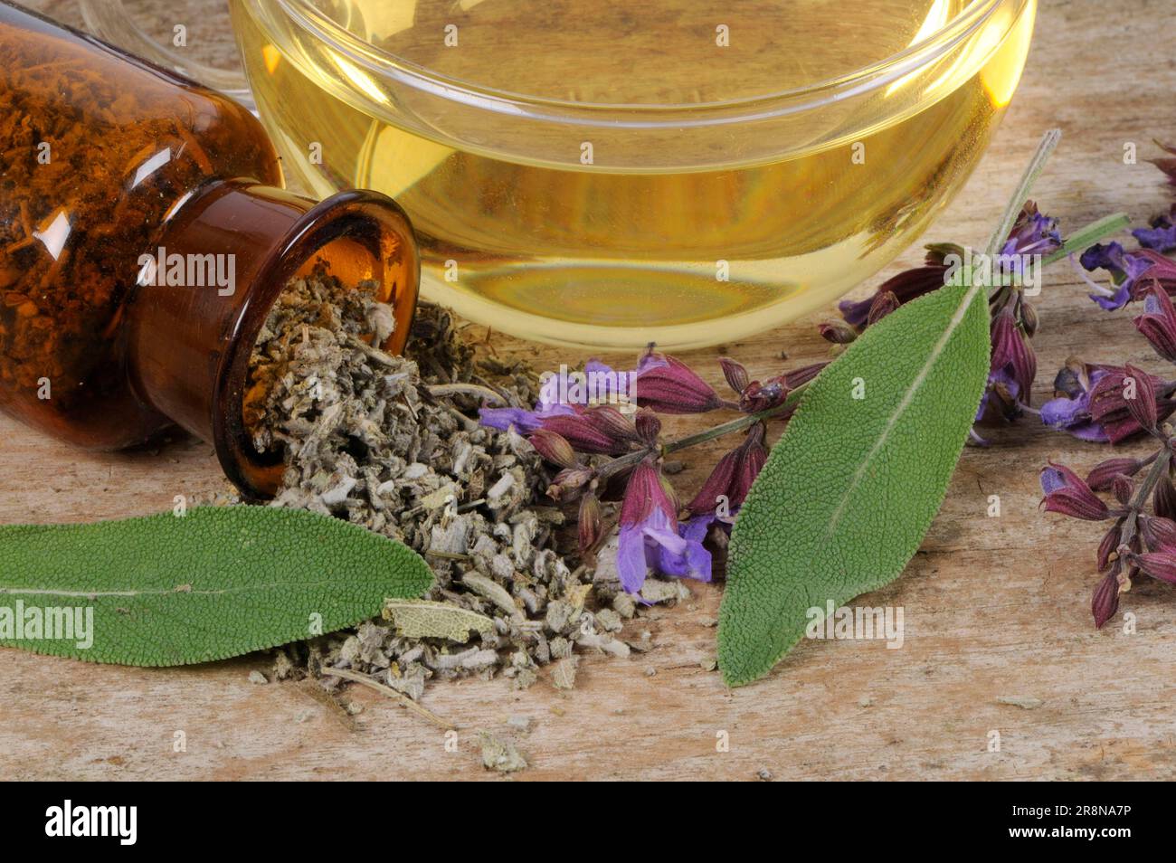 True Common sage (Salvia officinalis), cup of Common sage tea Stock