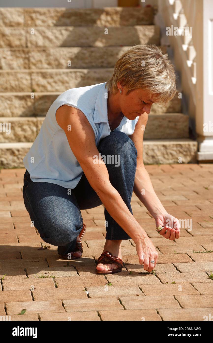 Woman plucking weeds, plucking Stock Photo - Alamy