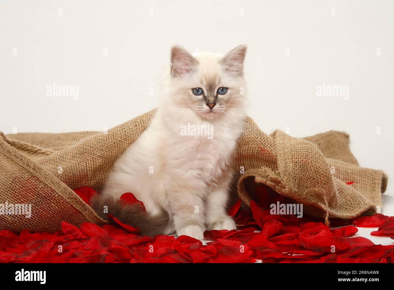 Sacred Cat of Burma, Kitten, Burma Stock Photo - Alamy