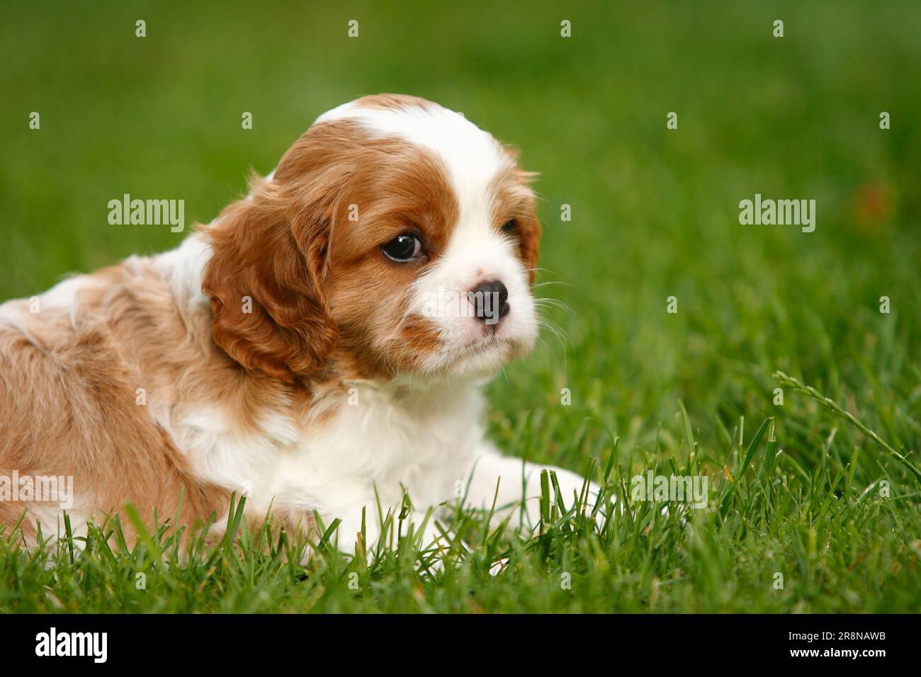 King Charles Cavalier Spaniel Blenheim Cavalier King Charles