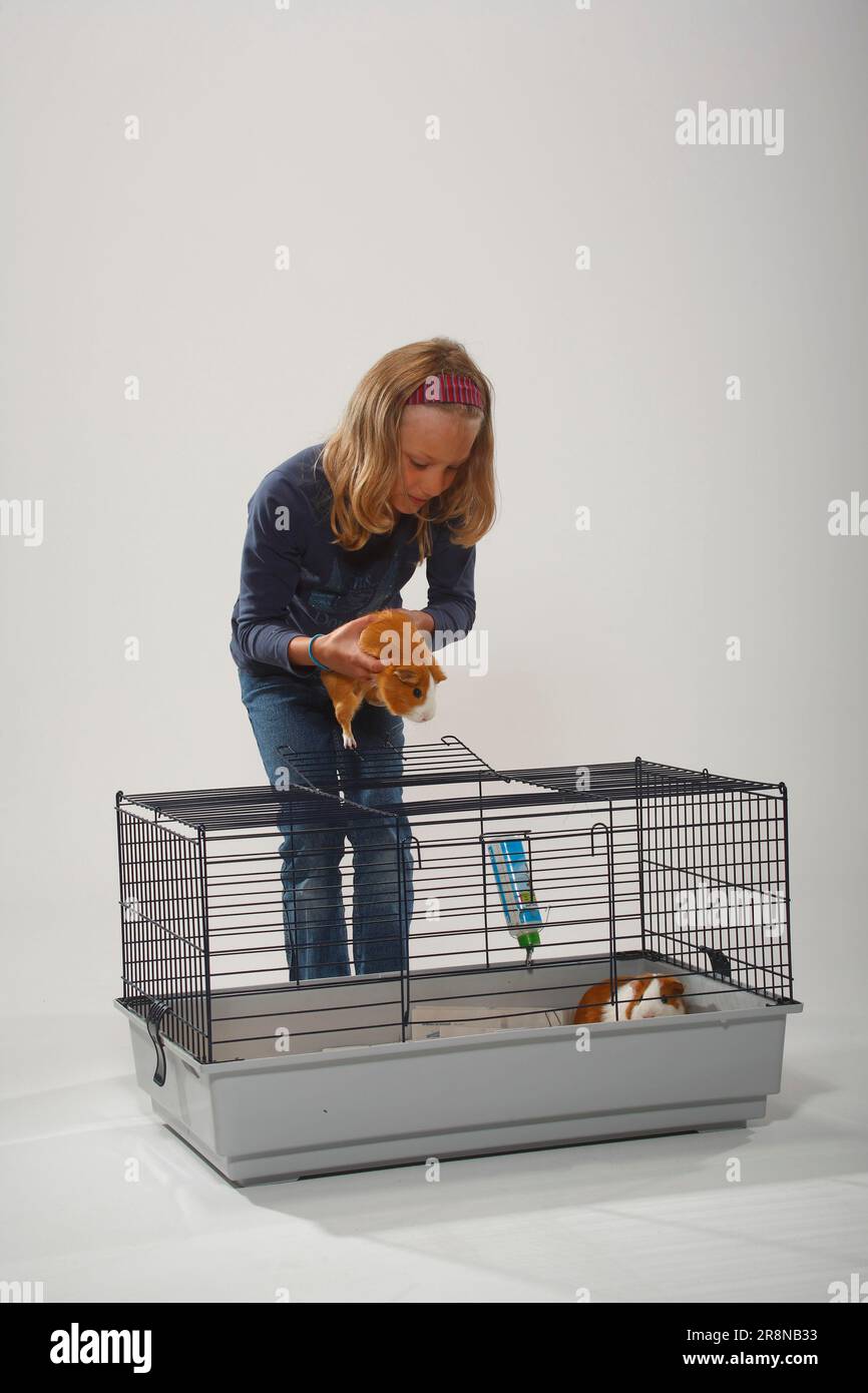 Girl puts guinea pig in cage, guinea pig cage Stock Photo Alamy