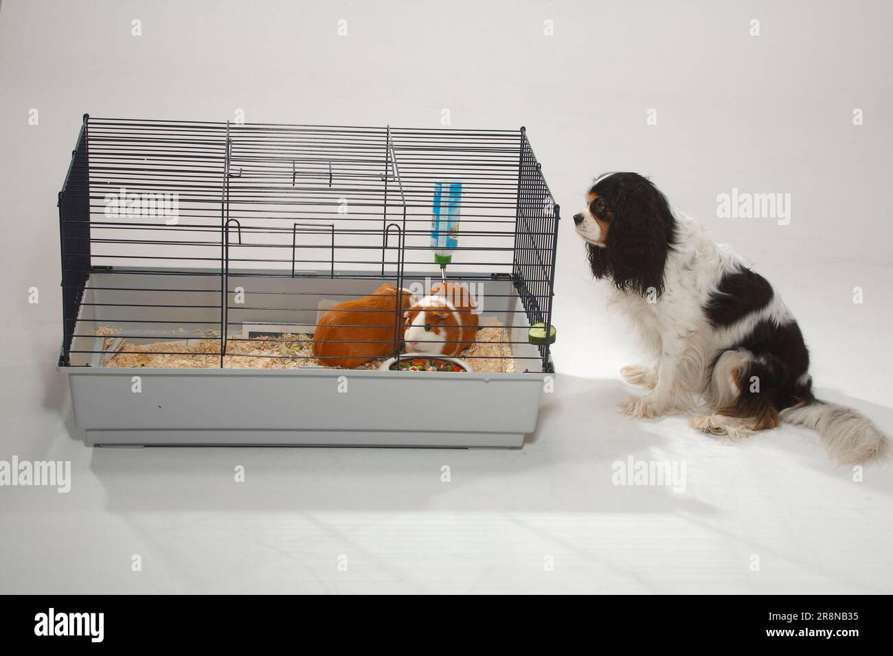 Dog cage spaniel hi-res stock photography and images - Alamy