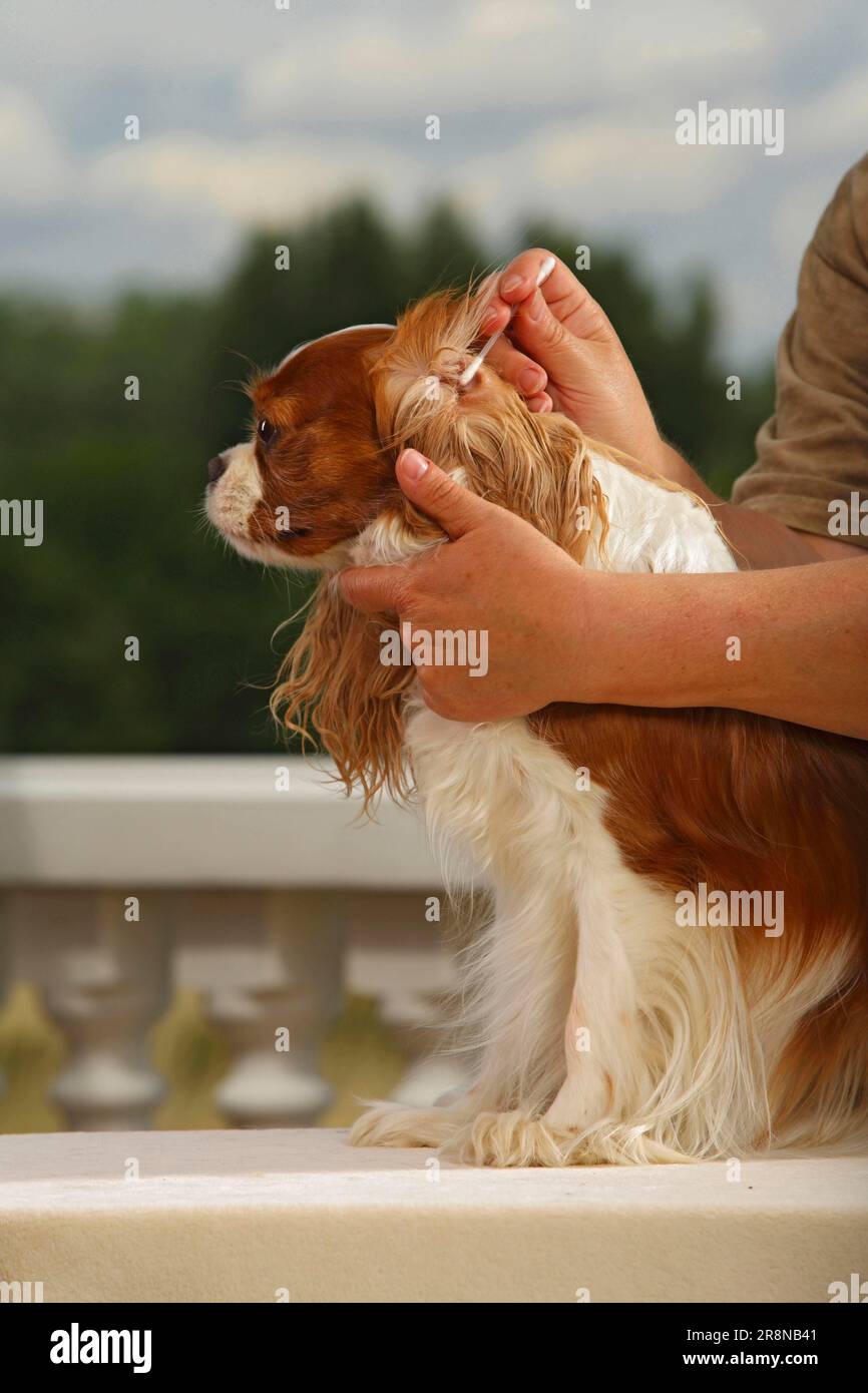 Ear of Cavalier King Charles Spaniel, Blenheim, is cleaned, clean