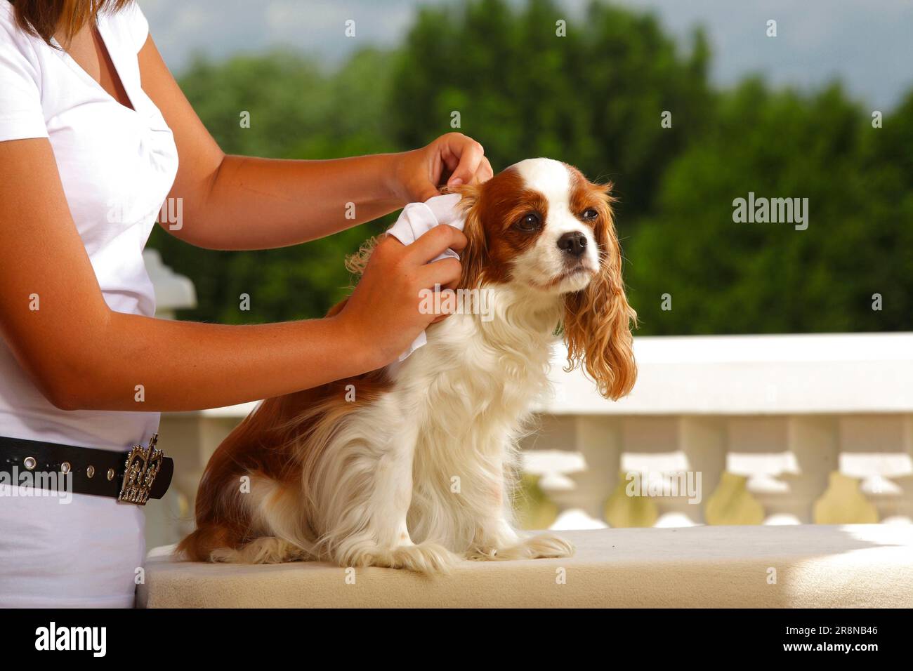 Girl cleans Cavalier King Charles Spaniel ear, Blenheim, clean, wipe
