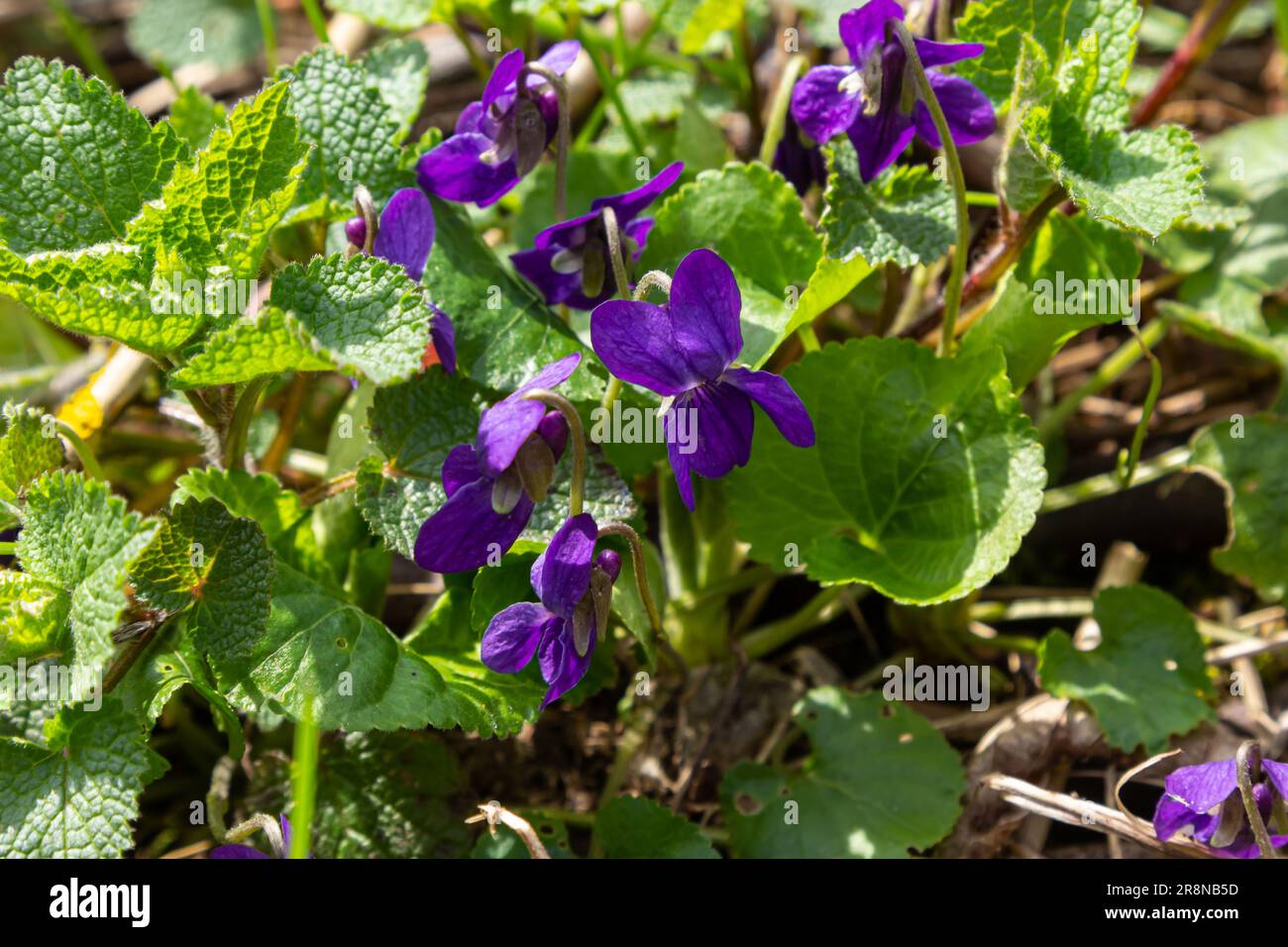 Viola odorata. Scent-scented. Violet flower forest blooming in spring. The first spring flower, purple. Wild violets in nature. Stock Photo