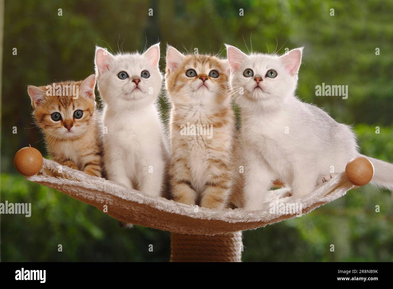 British shorthair cat, kitten, silvershaded and goldenmackereltabby
