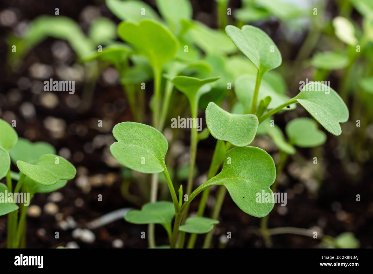 Top view of young plants seedlings in soil. Seedlings are prepared