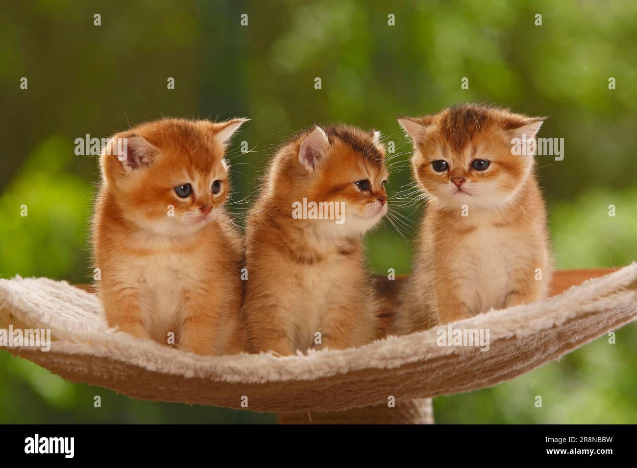 British shorthair cat, kitten, golden-ticked-tabby, BKH Stock Photo - Alamy