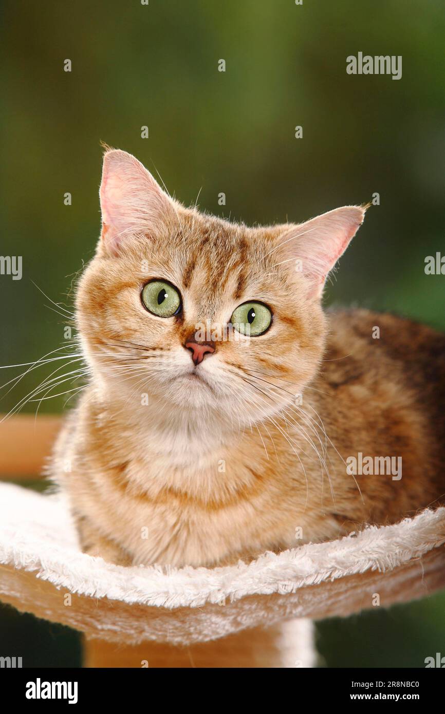 British shorthair cat, goldenmackereltabby, BKH Stock Photo Alamy