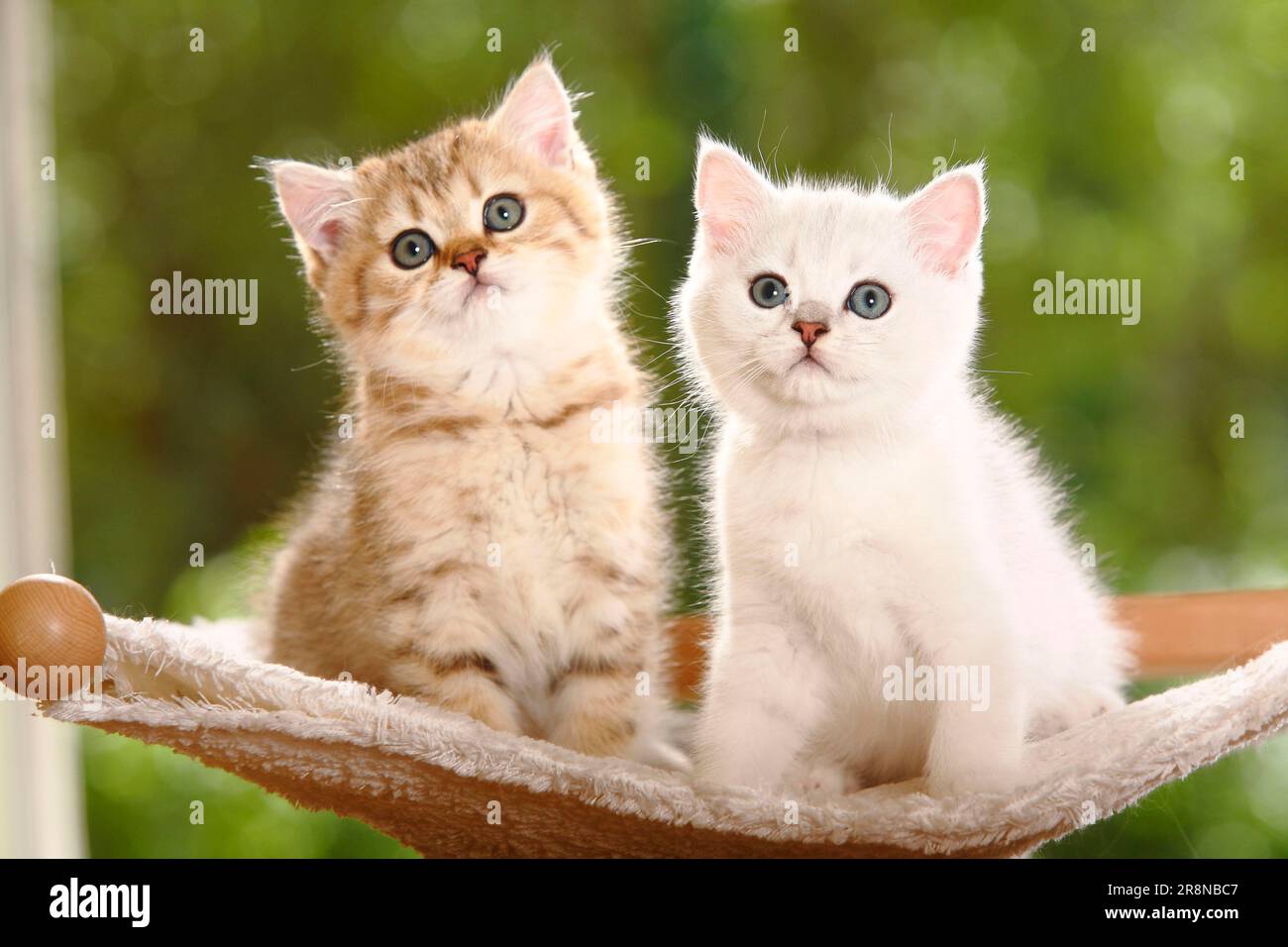 British shorthair cat, kitten, silvershaded and goldenmackereltabby, BKH Stock Photo Alamy