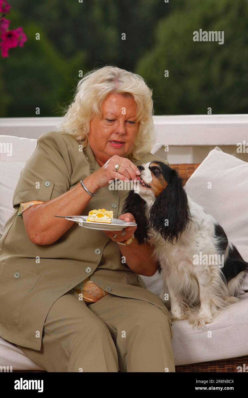 Woman feeding Cavalier King Charles Spaniel, tricolour and Blenheim, with cake Stock Photo Alamy